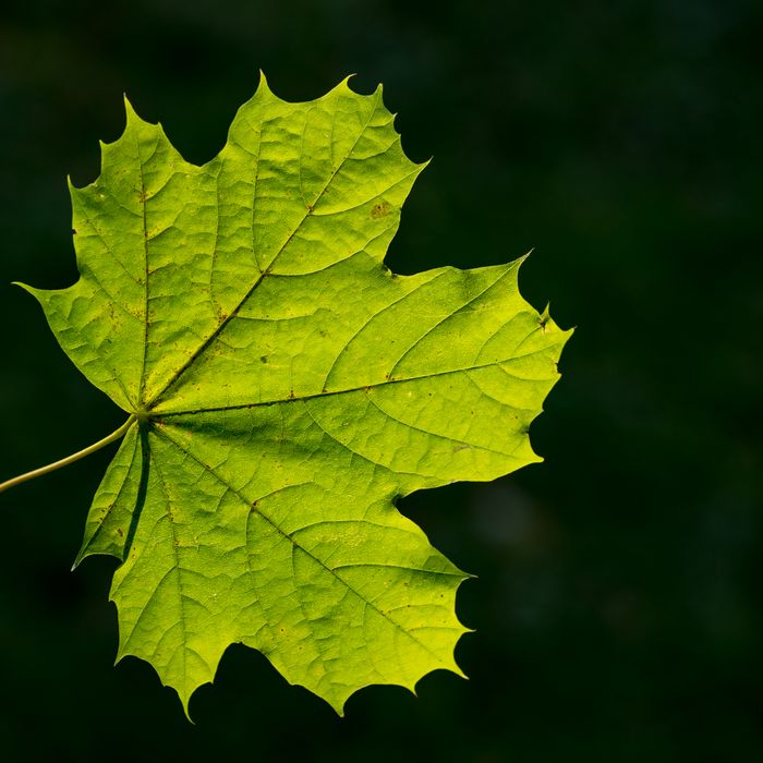 Detailed close-up image of a vibrant green maple leaf showcasing intricate vein patterns against a dark background.